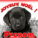 Chiot labrador "Joyeux No�l"
