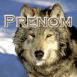 Loup des neiges