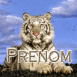 Tigre blanc
