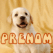 Chiot labrador beige