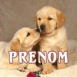 B�b�s Labrador