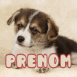 Chiot bouvier bernois