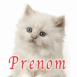 Chaton blanc sur fond blanc