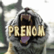 Tigre ouvrant la gueule