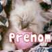 Chaton blanc
