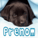 Chiot labrador noir sous une couverture