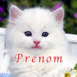 Chaton blanc