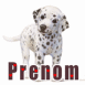 Chiot dalmatien
