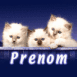 Chatons blancs dans un panier