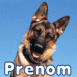 Berger allemand de face