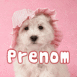 Bichon portant un chapeau rose