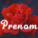Rose rouge en gros plan