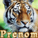 Tigre � l'affut