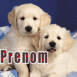 Chiots labrador