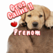 Chiot labrador et coeurs