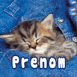 Chaton dans une poche de jeans