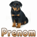 B�b� rottweiler noir et marron
