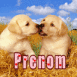 B�b�s labradors, bisou