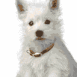 Chiens (diaporama)