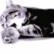 Chaton jouant