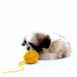 Chiot jouant avec pelotte