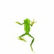 Grenouille grimpant