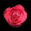 Rose devenant un coeur