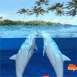 Dauphins jouant dans le corail
