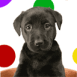 Chiot labrador bougeant la t�te