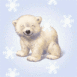 Petit ours polaire