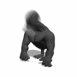 Gorille secouant la t�te