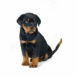 B�b� Rottweiler bougeant la t�te