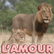 Couple de lions "L'amour c'est regarder ensemble dans la m�m...