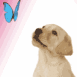 Labrador regardant un papillon