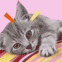 Chaton clignant de l'oeil