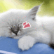 Chaton tr�s occcup� par sa sieste