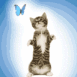 Chaton regardant un papillon