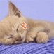 Chaton endormi