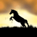 Cheval cabr� dans le vent