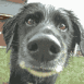 Chien qui souffle sur l'�cran