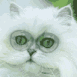 Chat qui fait les gros yeux