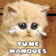 Chaton rouquin "tu me manques"
