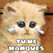 Chaton rouquin "tu me manques"
