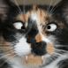 Attention, chat m�chant!