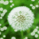 Fleur de pissenlit