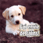 Chiot labrador anim� "J'ai envie de c�lins" 