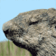 Marmotte et chute de feuilles