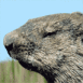 Marmotte et chute de feuilles