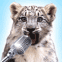 L�opard des neiges chantant