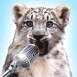 L�opard des neiges chantant
